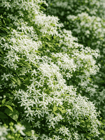 Клематис виноградолистный