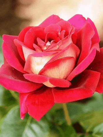 Роза чайно-гибридная Kronenbourg