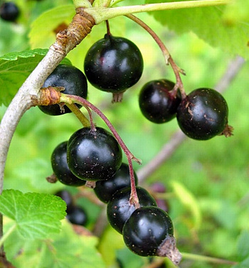 Смородина черная Грация