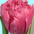 Тюльпан Kingston