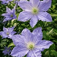Клематис гибридный Blekitny Aniol