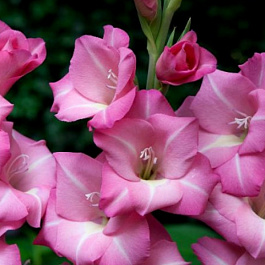 Гладиолус крупноцветковый Апре Туа