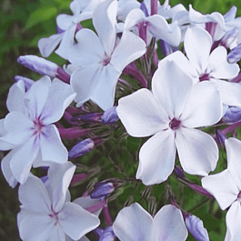 Флокс метельчатый Жуковский