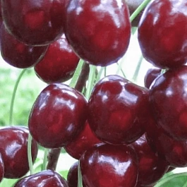 Черешня Оленька