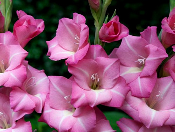 Гладиолус крупноцветковый Апре Туа