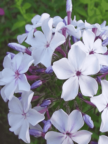 Флокс метельчатый Жуковский