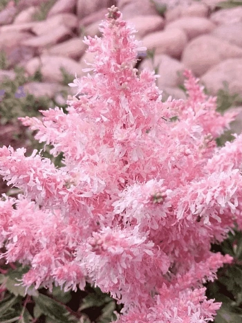 Астильба гибридная Sugarberry