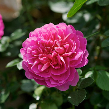 Роза английская парковая Принцесса Анна