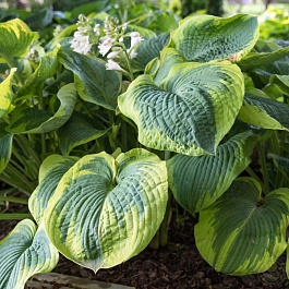 Хоста гибридная Мейпл Лиф НАБОР 2ШТ (1+1) Хоста гибридная Мейпл Лиф НАБОР 2ШТ (1+1)