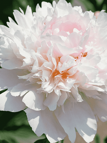 Пион Молочноцветковый Alertie