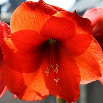 Амариллис гибридный Park Orange