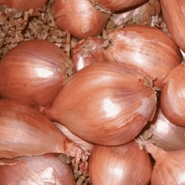 Лук-шалот Белозерец-94
