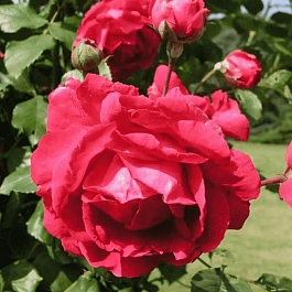 Роза Плетистая Paul's Scarlet