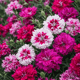 Гвоздика Sonata