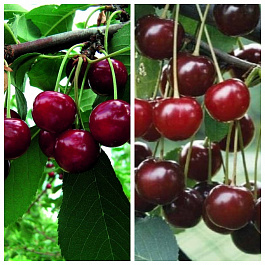 Дерево-сад (3-4х летка) вишня 2 сорта Прима-Метеор