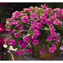 Катарантус ампельный Кора Каскад Виолет