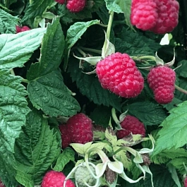 Малина обыкновенная Исполин