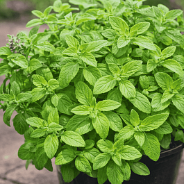 Мята банановая