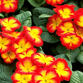 Примула Hethor Red Flame