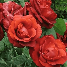 Роза чайно-гибридная Terracotta