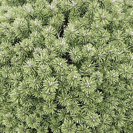 Сосна горная Litomysl