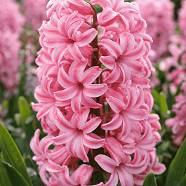 Гиацинт Fondant