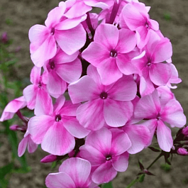 Флокс метельчатый Зоряна