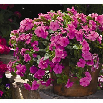 Катарантус ампельный Кора Каскад Виолет