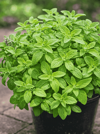 Мята банановая