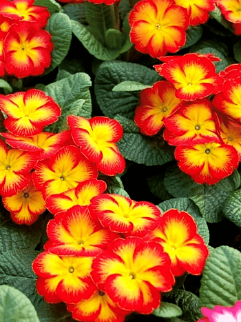 Примула Hethor Red Flame