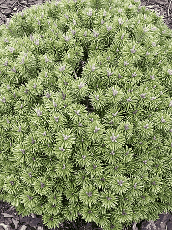 Сосна горная Litomysl