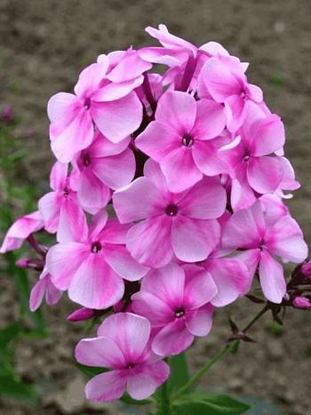 Флокс метельчатый Зоряна