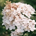 Гортензия метельчатая Harry Souvenir