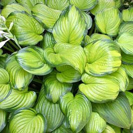 Хоста гибридная Гуакамоле НАБОР 2ШТ (1+1)