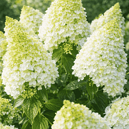 Гортензия метельчатая Magical Hymalaya