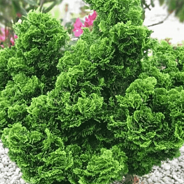 Кипарисовик тупой Nana Gracilis Bont