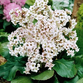 Бадан New Hybrids