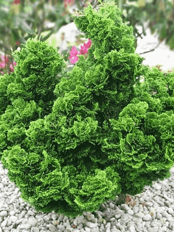 Кипарисовик тупой Nana Gracilis Bont