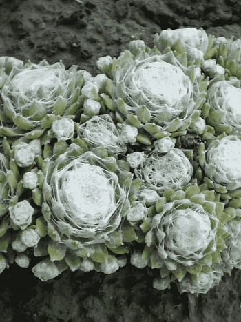 Молодило паутинистое Alabaster