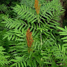 Чистоуст величавый 