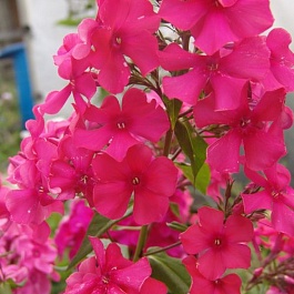 Флокс Метельчатый Франт