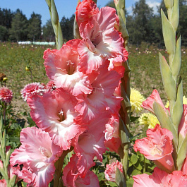 Гладиолус крупноцветковый Хеопс