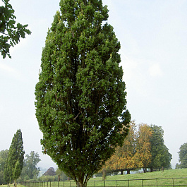 Дуб черешчатый Фастигиата