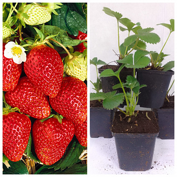 Земляника садовая Ламбада НАБОР 5ШТ