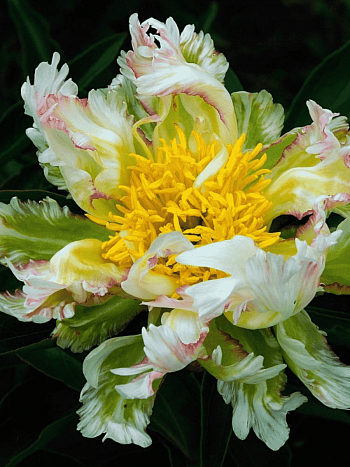 Пион Молочноцветковый Green Lotus