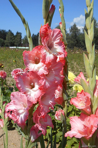 Гладиолус крупноцветковый Хеопс