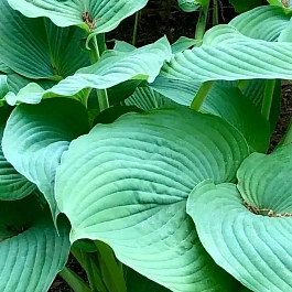 Хоста Blue Umbrellas