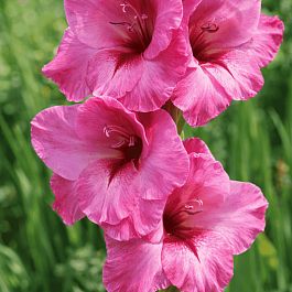 Гладиолус Fidelio