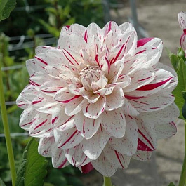 Георгина Декоративная Брайт Даймонд