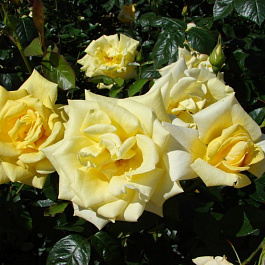 Роза чайно-гибридная Беролина